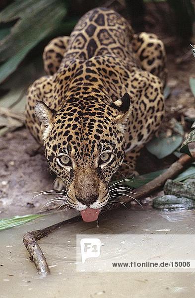 Jaguar (Panthera Onca) Trinkwasser aus Wasserloch  Amazonas  Brasilien