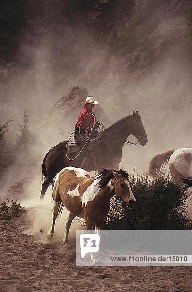 Cowgirl Aufrundung Pferde im Feld  Oregon  USA