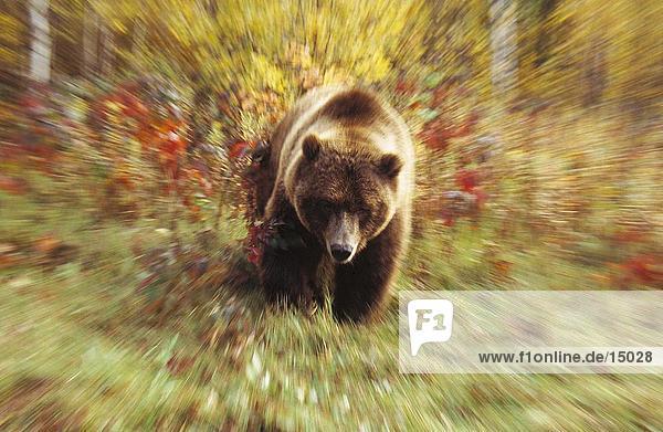 Grizzlybär (Ursus Arctos) im Feld  USA