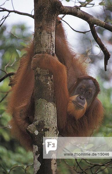Sumatra-Orang Utan (Pongo Abelii) auf Baum  Gunung Leuser Nationalpark  Sumatra  Indonesien