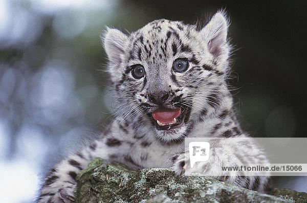 Nahaufnahme of Snow Leopard Cub (Panthera Uncia) auf rock
