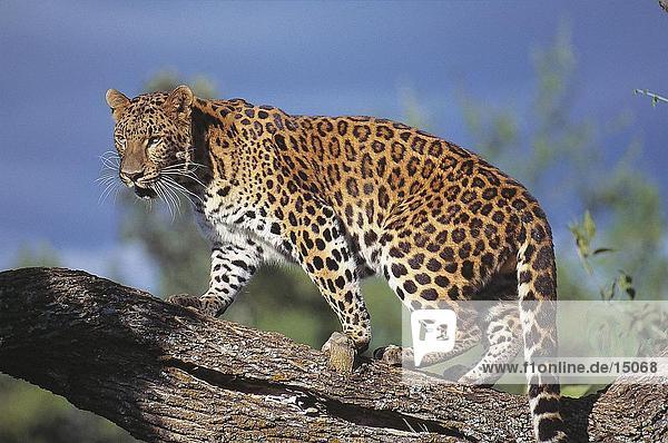 Amur Leopard (Panthera Pardus Orientalis) auf Branch  Russland