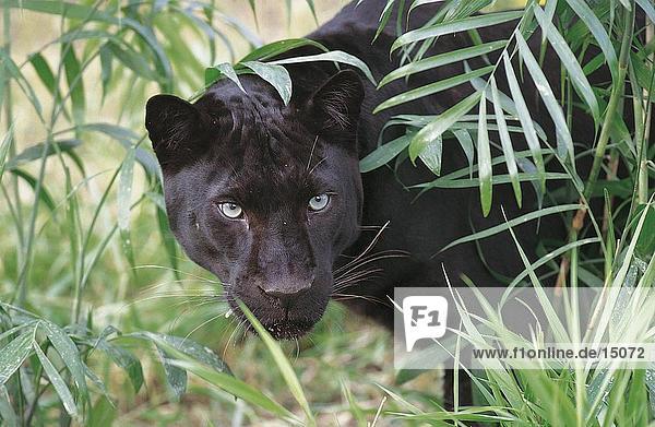 Schwarz Leopard (Panthera Pardus) im Wald der schleichende