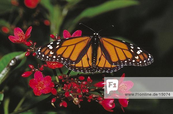 Monarch (Danaus Plexippus) Schmetterling auf Blume bestäubenden