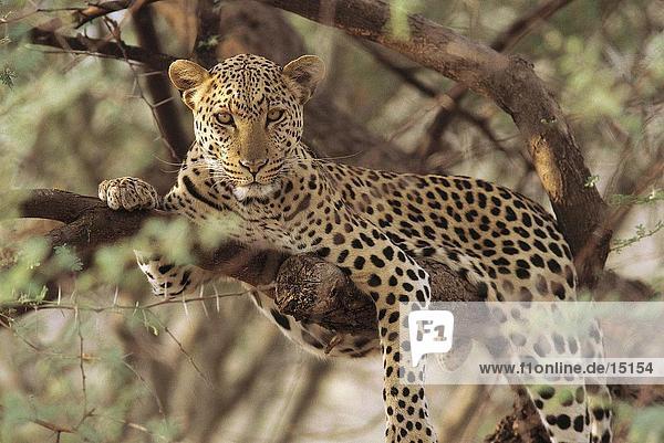 Leopard (Panthera Pardus) auf Branch  Dusternbrook Guest Farm Namibia