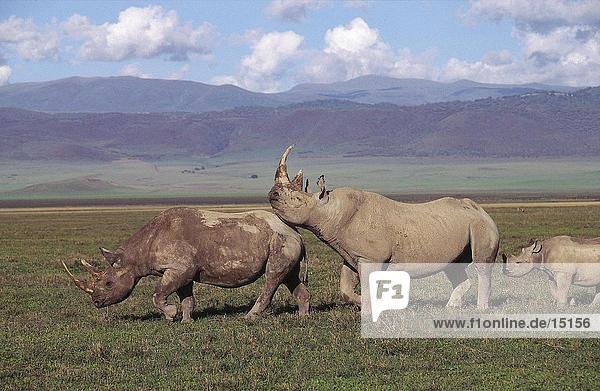 Zwei Black Rhinoceros (Diceros Bicornis) gehen mit ihrer Cub im Wald  Ngorongoro-Krater  Tansania