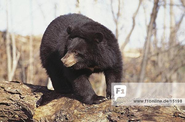 Asiatischer Schwarzbär (Selenarctos Thibetanus) stehend auf log