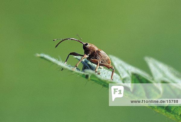 Weevil (Curculia Eichelbohrer) am Blatt
