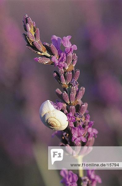 Schnecke auf Lavendel (Lavendula Augustifolia) Blume