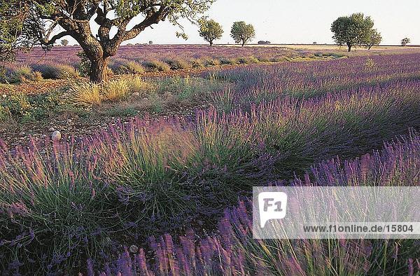Lavendel (Lavendula Augustifolia) Ernte Feld  Alpes-de-Haute-Provence  Provence-Alpes-Côte d ' Azur  Frankreich