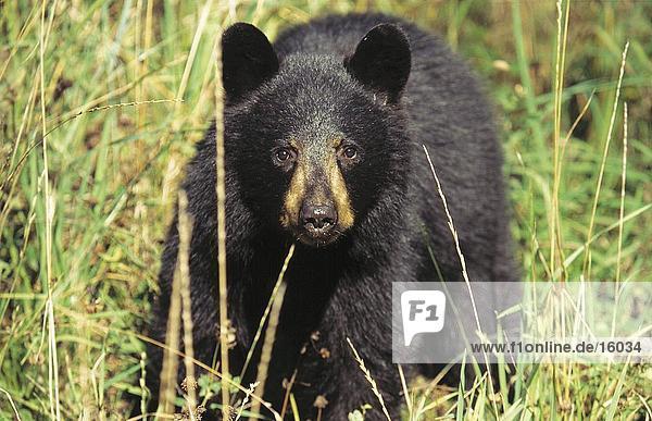 American Black bear (Ursus Americanus) stehen im Feld  Rocky Mountains  Kanada