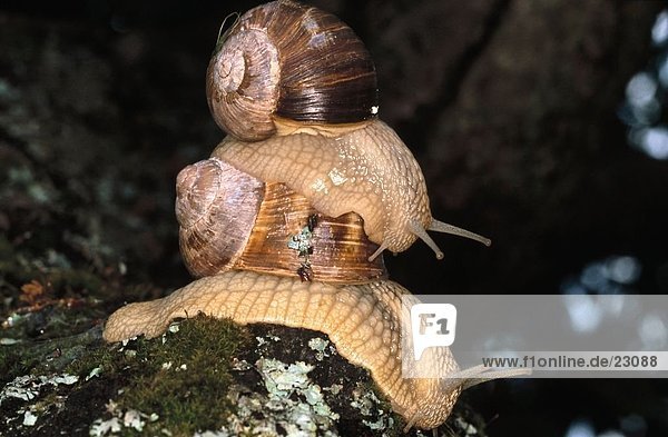Close-up of two Burgundy snails (Helix Pomatia) mating