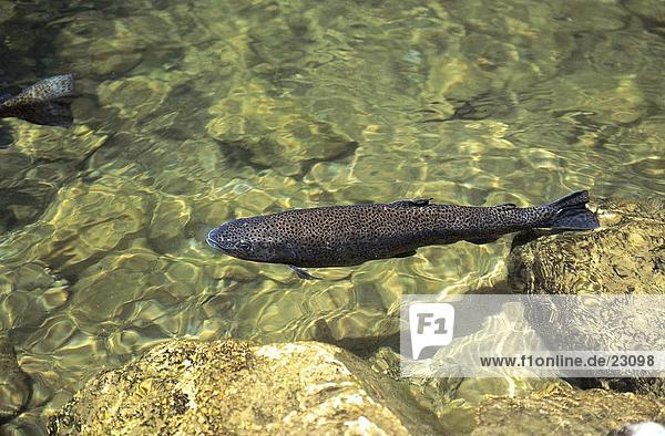 Trout fish swimming underwater