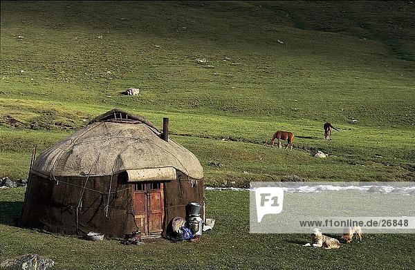 Dog with horse and dome tent on landscape  Kirgistan
