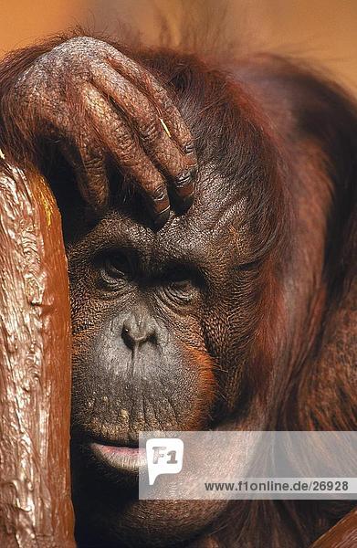 Nahaufnahme der Borneo-Orang-Utan (Pongo Pygmaeus)