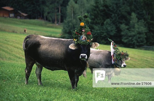 Two decorated cows in field  Wipptal  Mutters  Tyrol  Austria
