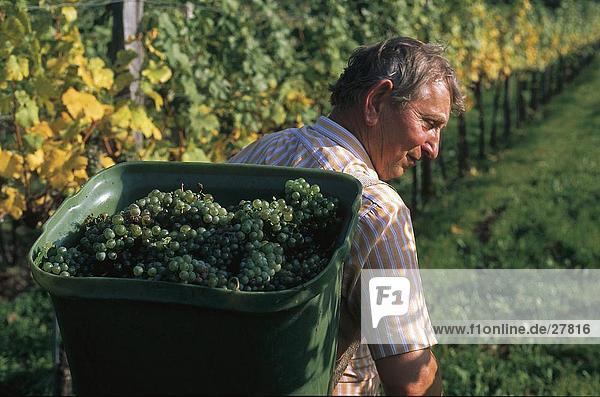 Man carrying basket of grapes in vineyard  Wachau  Rossatz-Arnsdorf  Lower Austria  Austria