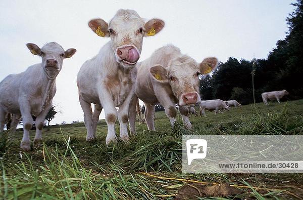 Three calves standing in field