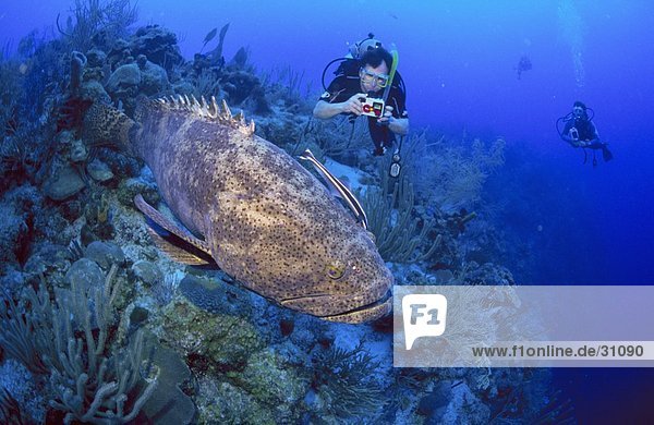Scuba diver taking photograph of perch fish underwater  Belize
