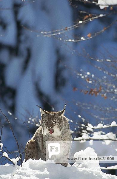 Luchs (Lynx Lynx) Gähnen im Schnee  Nationalpark Bayerischer Wald  Deutschland