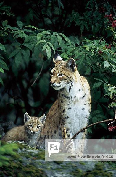 Luchs (Lynx Lynx) mit seiner Cub im Wald  Nationalpark Bayerischer Wald  Bayern  Deutschland