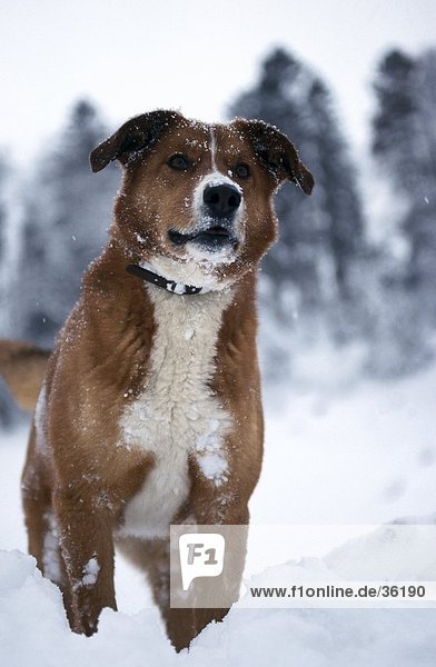 Close-up of dog standing in snow