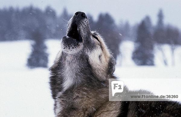 Close-up of Alaskan malamute howling