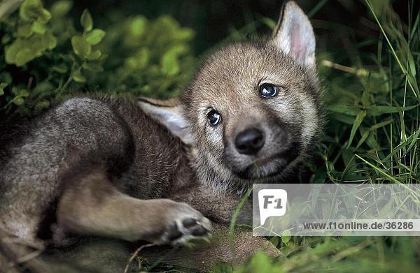 Close-up of cub of Grey wolf (Canis lupus) in forest Bavarian Forest National Park Bavaria Germany