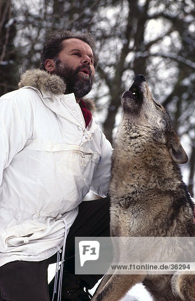 Man howling with Gray wolf (Canis lupus) in forest Merzig Germany