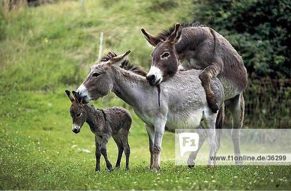 two-donkeys-mating-in-field-with-foal-standing-beside-it-f1online