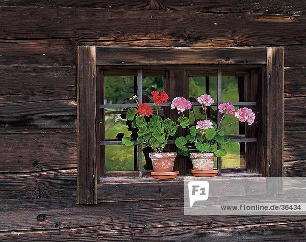 Flower pots on window  Bavaria  Germany