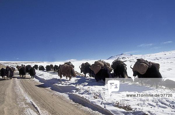 Herde Kühe Durchführung Heu auf verschneiten Landschaft  Nepal