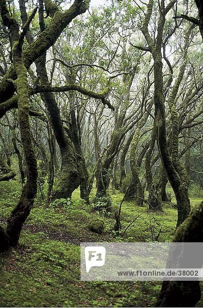 Bäume im Regenwald  Garajonay Nationalpark  La Gomera  Kanaren  Spanien Garajonay Nationalpark