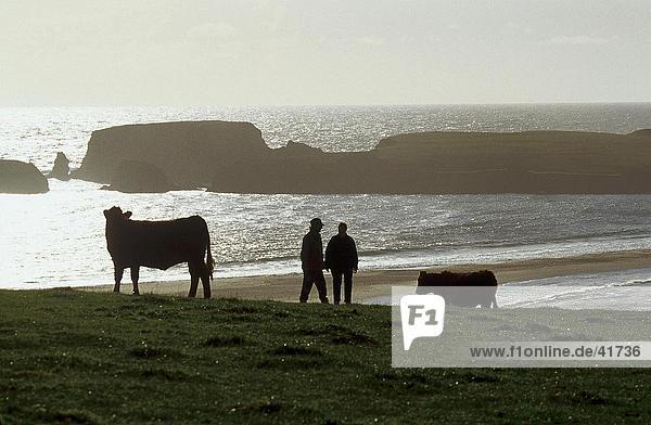 Zwei Menschen mit Kühe am Strand St. Ninian's Isle Shetland-Inseln Schottland