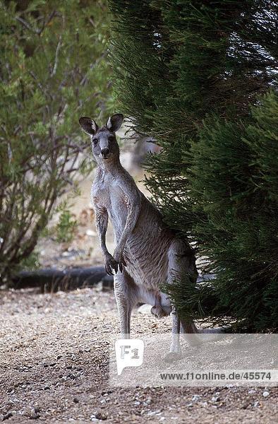 Männlich Eastern Grey Kangaroo (Macropus Giganteus) hinter Baum Australien