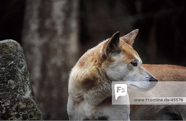 Wildhund Close-up Zoo Zoologischer Garten Zoologische Gärten Australien australisch New South Wales Sydney