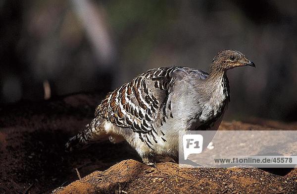 Nahaufnahme-Thermometerhuhn (Leipoa Ocellata) auf Rock New South Wales Australien
