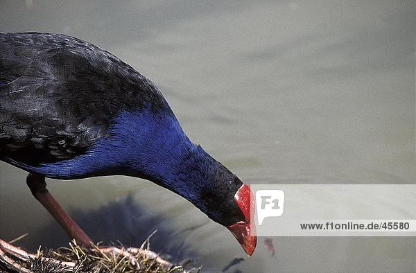 Nahaufnahme of Purple Swamphen (Porphyrio Porphyrio) Vogel Trinkwasser New South Wales Australien