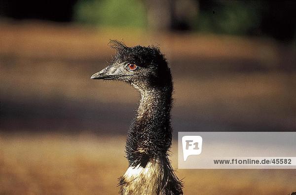 Nahaufnahme der WWU (Dromaius Novaehollandiae) Australien