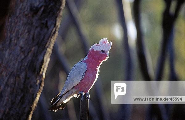 Rosakakadu (Eolophus Roseicapilla) hocken auf Zweig Australien