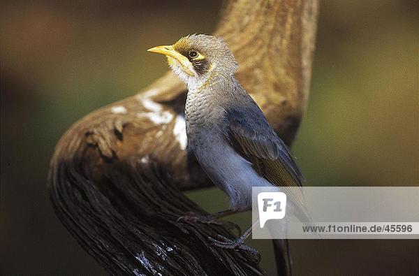 Nahaufnahme der Gelbstirn-Schwatzvogel (Manorina Flavigula) hocken auf Zweig Australien