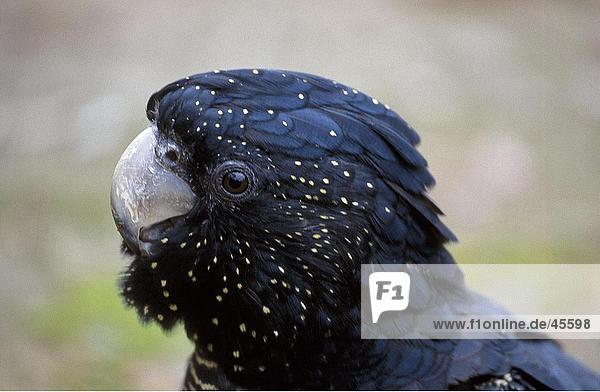 Nahaufnahme des Leiters des-Rabenkakadu (Calyptorhynchus Banksii) Papagei New South Wales Australien