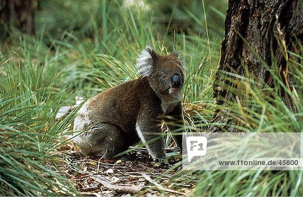 Koala (Phascolarctos Cinereus) im Wald Flinders-Chase-Nationalpark Känguru-Insel Australien