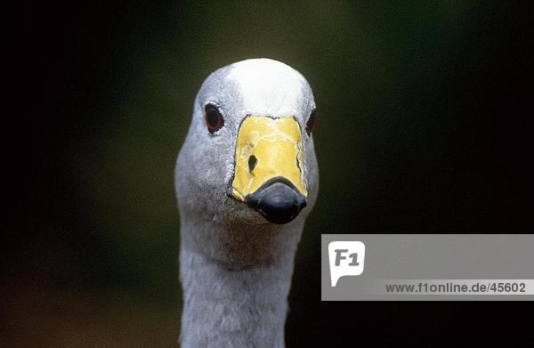 Nahaufnahme Gesicht der Cape Barren Gans (Cereopsis Novaehollandiae) Flinders-Chase-Nationalpark Känguru-Insel Australien