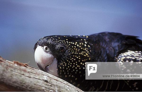 Nahaufnahme-Rabenkakadu (Calyptorhynchus Banksii) Papagei Australien
