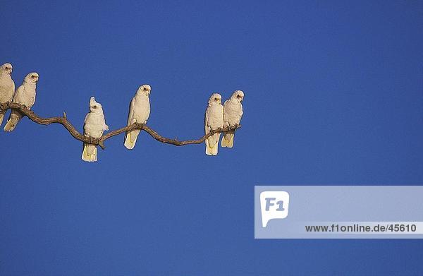 Vogelschwarm wenig Corella (Cacatua Sanguinea) hocken auf Zweig Australien