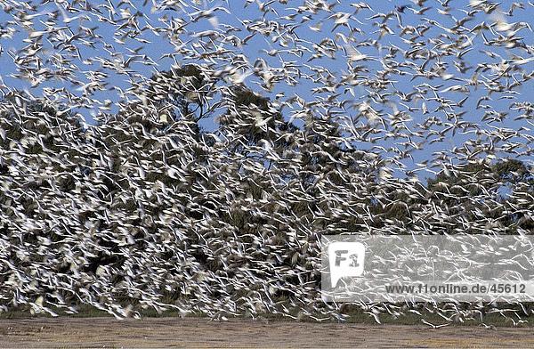 Vogelschwarm wenig Corella (Cacatua Sanguinea) im Flug Australien