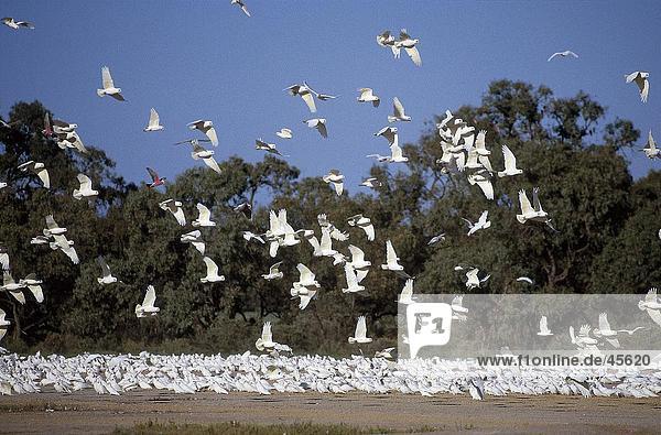 Vogelschwarm wenig Corella (Cacatua Sanguinea) im Flug Australien
