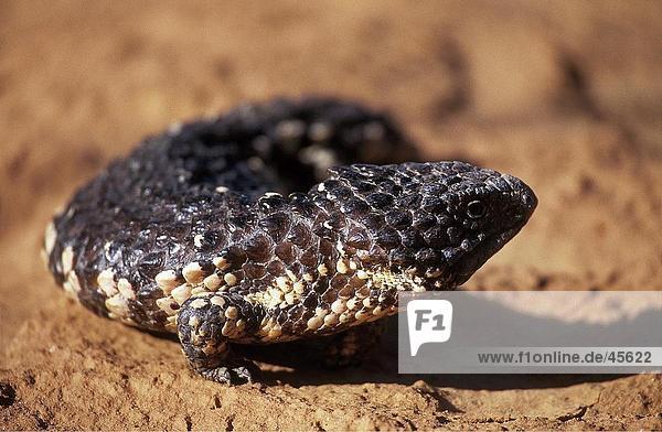 Nahaufnahme von Tannenzapfen Lizard (Tiliqua Rugosa) auf roten Sand Australien