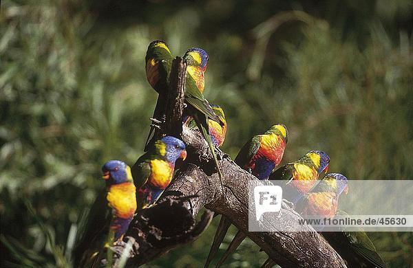 Vogelschwarm Allfarblori (Trichoglossus Haematodus) hocken auf Zweig Warrawong Australien
